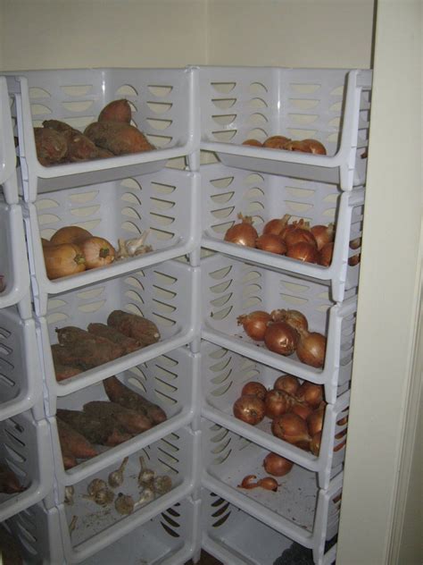 2 how do you store onions for 6 month old? How We Store Our Vegetables Without A Root Cellar ...