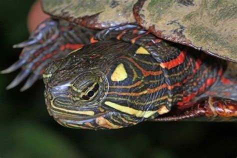 Painted Turtle Lifespan Wild Vs Captivity Life Expectancy