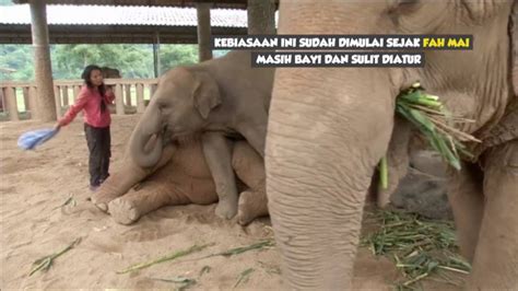 gajah lucu  doyan dininabobokan youtube