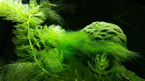 A Cool Shot I Got Of My Hair Algae Problem Aquariums