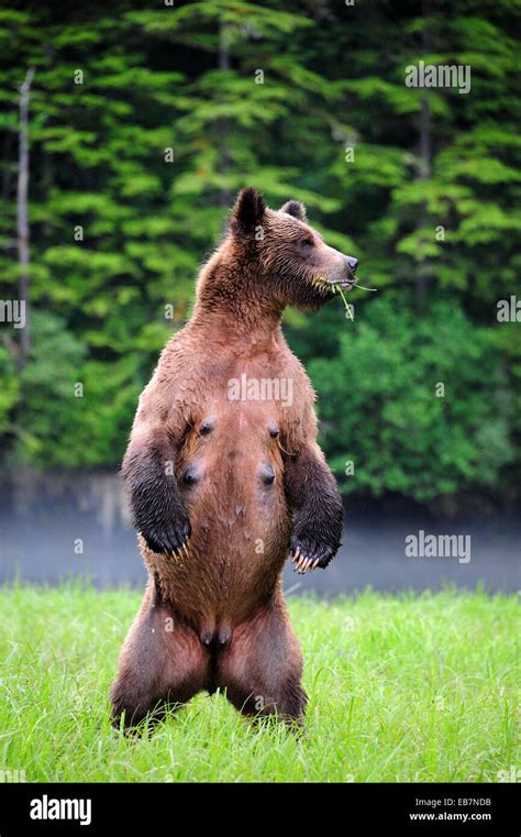 Female Grizzly Bear Ursus Arctos Horribilis Standing Up In Alert And