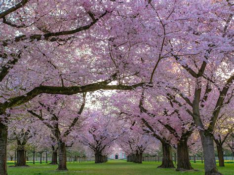 7 Beautiful Flowering Trees And How To Identify Them Earth Erofound