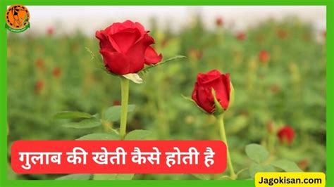Gulab Ki Kheti गुलाब की खेती कैसे होती है Rose Farming In Hindi