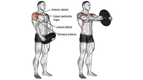 Best Anterior Deltoid Front Deltoid Exercises And Workout
