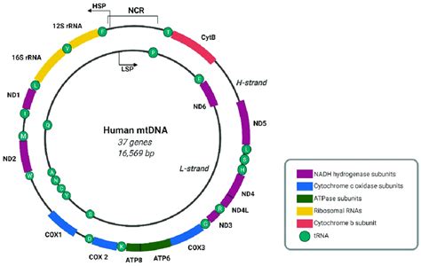 Map Of The Human Mitochondrial Genome A Double Stranded Circular