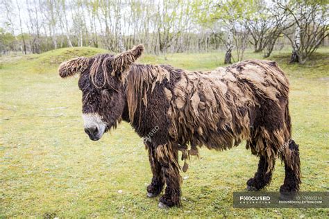 Portrait Of Poitou Donkey On A Meadow Outdoor Fur Stock Photo