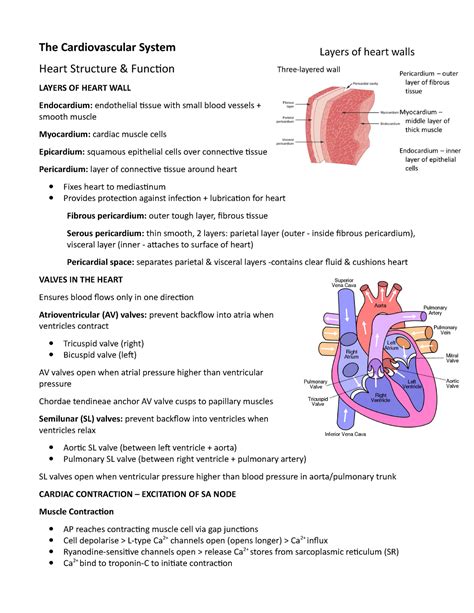 Mmed2931 Cardiovascular System Summary The Cardiovascular System