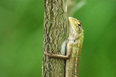 Changeable Lizard In A Tree Fauna Reptile Crested Photo Background And