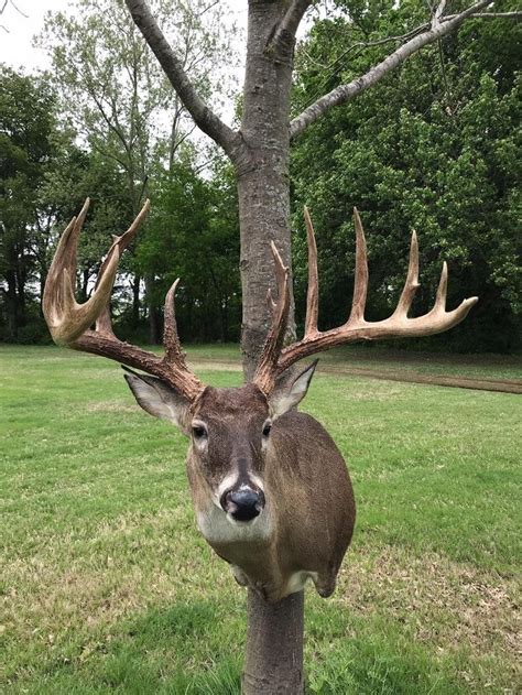 Pending New Arkansas State Record Typical Arkansas Hunting