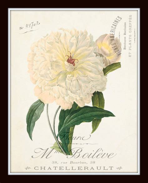 French Botanical Collage Print Set No 2 Bellebotanica