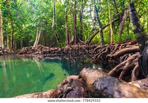 Ecosystem Mangrove Tropical Forest Green Scene Stock Photo Edit Now
