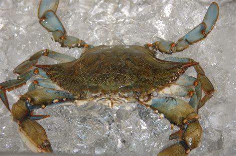Texas Gulf Coast Blue Crab These Things Are Everywhere Gulf Coast