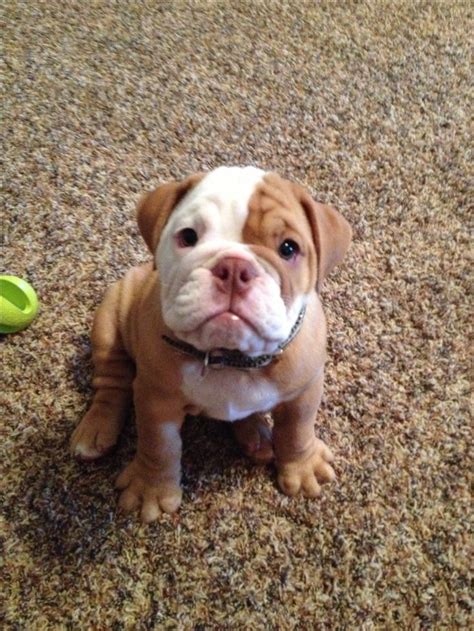 We are breeders of olde english bulldogs. 396 best Old English Bulldog images on Pinterest | English bulldogs, English and Pets