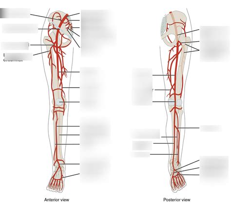 Lower Extremity Arteries Diagram Quizlet