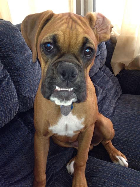 Cute Boxer Puppy Showing His Teeth Cute Boxer Puppies Boxer Puppy