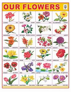 Flower Chart Google Search Flower Names Flower Chart Flowers Name