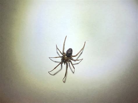 Unidentified Spider In Boise Idaho United States