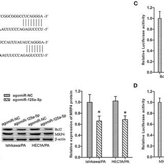 Bcl2 And MRP4 Are Target Genes Of MiR 125a 5p In EC Cells A The