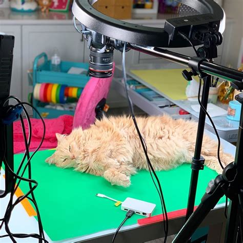 Moriah elizabeth, a talented artist and creator, is responsible for one of the largest art and diy crafts channels on youtube. Not sure who he thinks he is....😂 #catlife | Cute easy ...