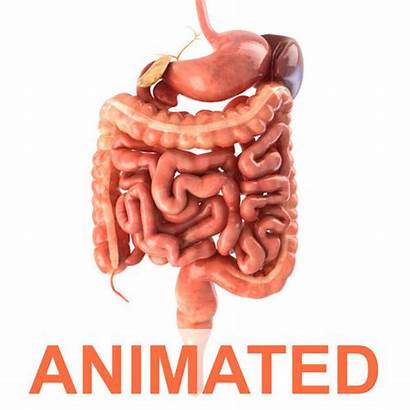 Digestive System Animated Human Animation Anatomy Models
