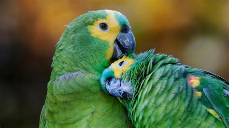 10 Top Amazon Parrot Species As Pets Tech News Vision