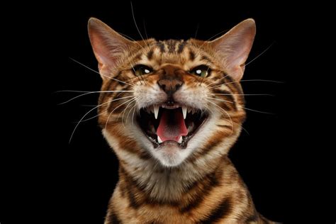 6 Reasons Why Your Cat Keeps Hissing Orlando Vets