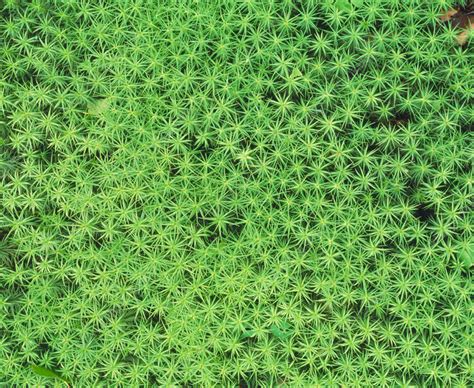 Polytrichum Commune Moss Stock Image B4000044 Science Photo Library