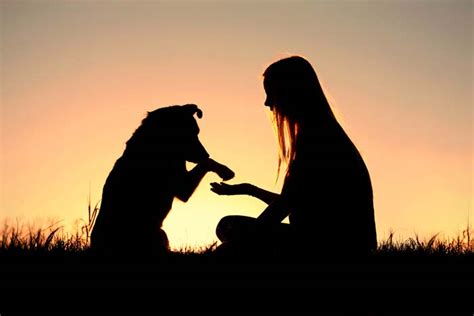 Dog And Human Bonding • Pack Of Paws Professional Dog Training