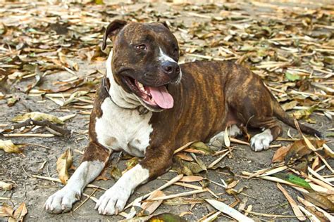 Brindle Pitbull Everything You Need To Know With Pictures