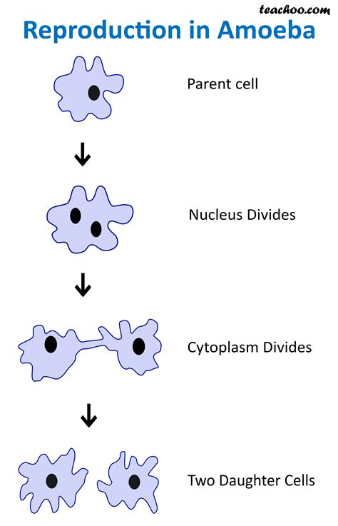 Types Of Asexual Reproduction Learnhive Cbse Grade 10 Science
