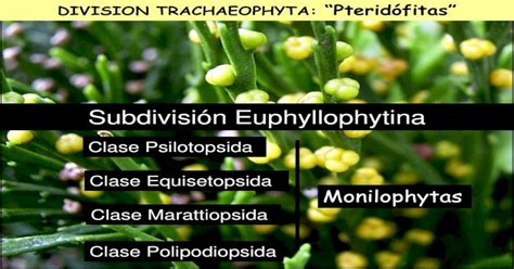 Clase Psilotopsida Clase Equisetopsida Monilophytasclase