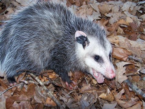 Opossum Removal Wildlife Control Connecticut