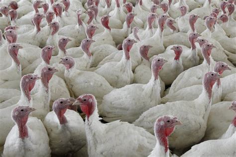 An outbreak of salmonella infection in songbirds has led one bay area wildlife rescue to sound the alarm, asking residents to immediately take down their feeders if they see dead or ailing birds in their yard or neighborhood. Why a salmonella outbreak shouldn't ruin Thanksgiving