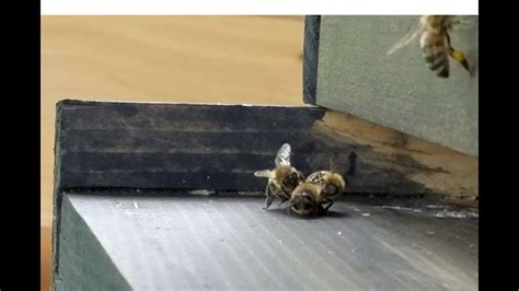 Drone Eviction Worker Bees Dragging Drones Out Of The Hive Youtube