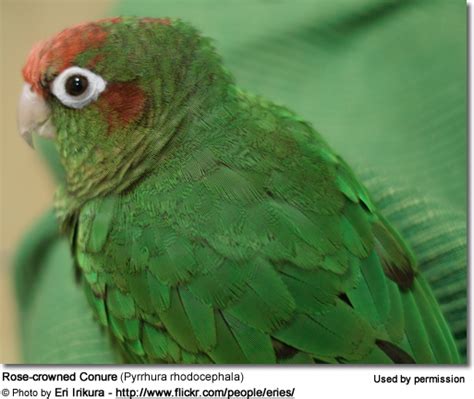 Rose Headed Rose Crowned Conures Beauty Of Birds