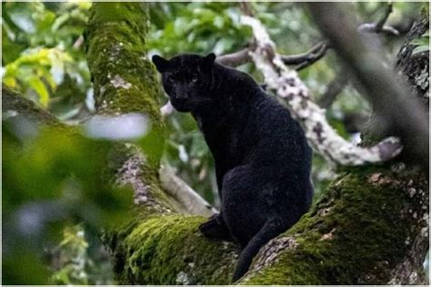 Rare Majestic Black Panther Spotted In Karnatakas Nagarhole Tiger