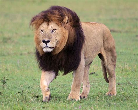 6202 Lion Masai Mara Kenya Now Known To Be Notch Form Flickr