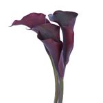 Dark Eggplant Mini Calla Lily Flower FiftyFlowers Com