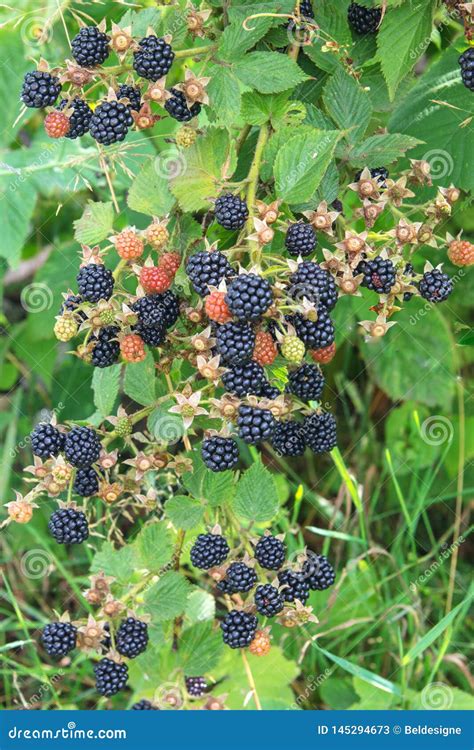 Bramble Berry Bush With Black Ripe Berries Closeup The Concept Of