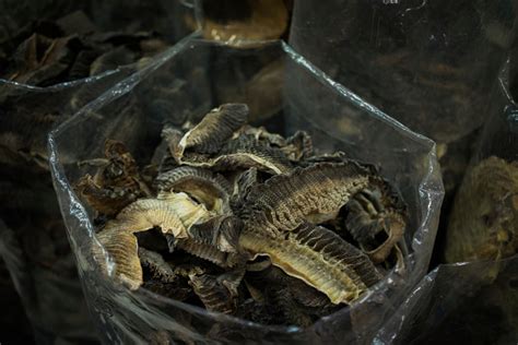 China Weighs Ban On Manta Ray Gills Sold In Traditional Market As