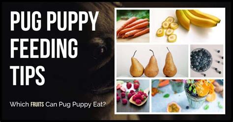 Pug Puppy Feeding Tips And Guide Pugs Home Pug Tips