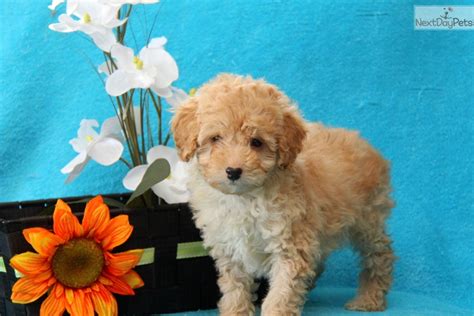 All our poodle are very price, micro poodles price, toy poodle price, teacup poodles for sale under 500 near me, teacup poodles puppies for sale under 500 near me, teacup. Poodle, Miniature puppy for sale near Lancaster, Pennsylvania | f9f0b185-4841