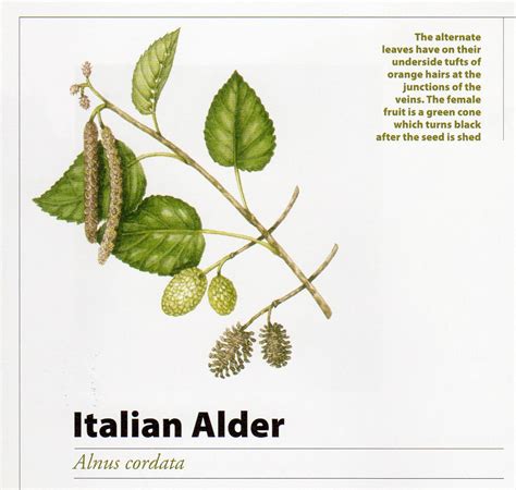 Evergreen sports medicine brings together a team of experienced medical practitioners with unique training in the care of athletes and active people of all ages. Trees and how to grow them Italian Alder Alnus cordata ...