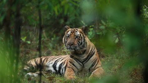 Tiger Sightings In Bandhavgarh Of Two Sub Adult Male Cubs October
