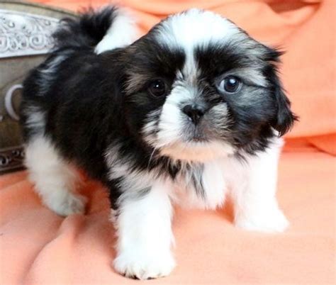 Watch cute puppies in the world. Shih Tzu Puppies For Sale | Saint Paul, MN #319190