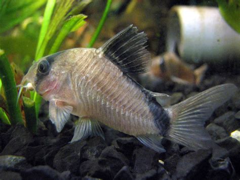 Masked Corydoras Care Guide Diet Tank Mates Diseases Breeding And More