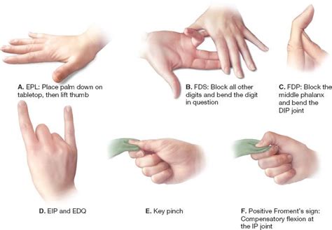 Hand And Wrist Anatomy And Examination Plastic Surgery Key