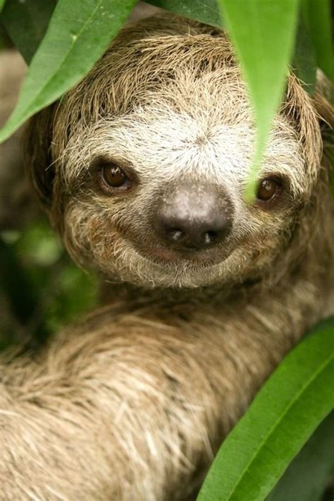 Sloth Smile Cute Animals Smiling Sloth Animals Wild