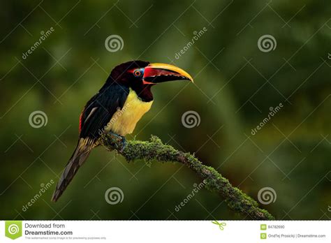 Green Aracari Pteroglossus Viridis Yellow And Black Small Toucan Bird