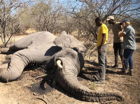 Why Is There A Rise In The Death Toll Of Elephants In Botswana
